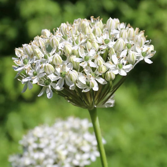 Allium nigrum