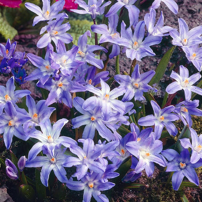 Chionodoxa forbesii | Glory of the Snow – Gardeners Dream