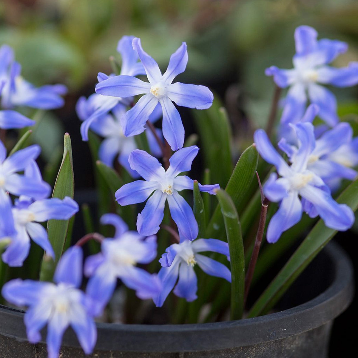 Chionodoxa luciliae | Glory of the Snow – Gardeners Dream