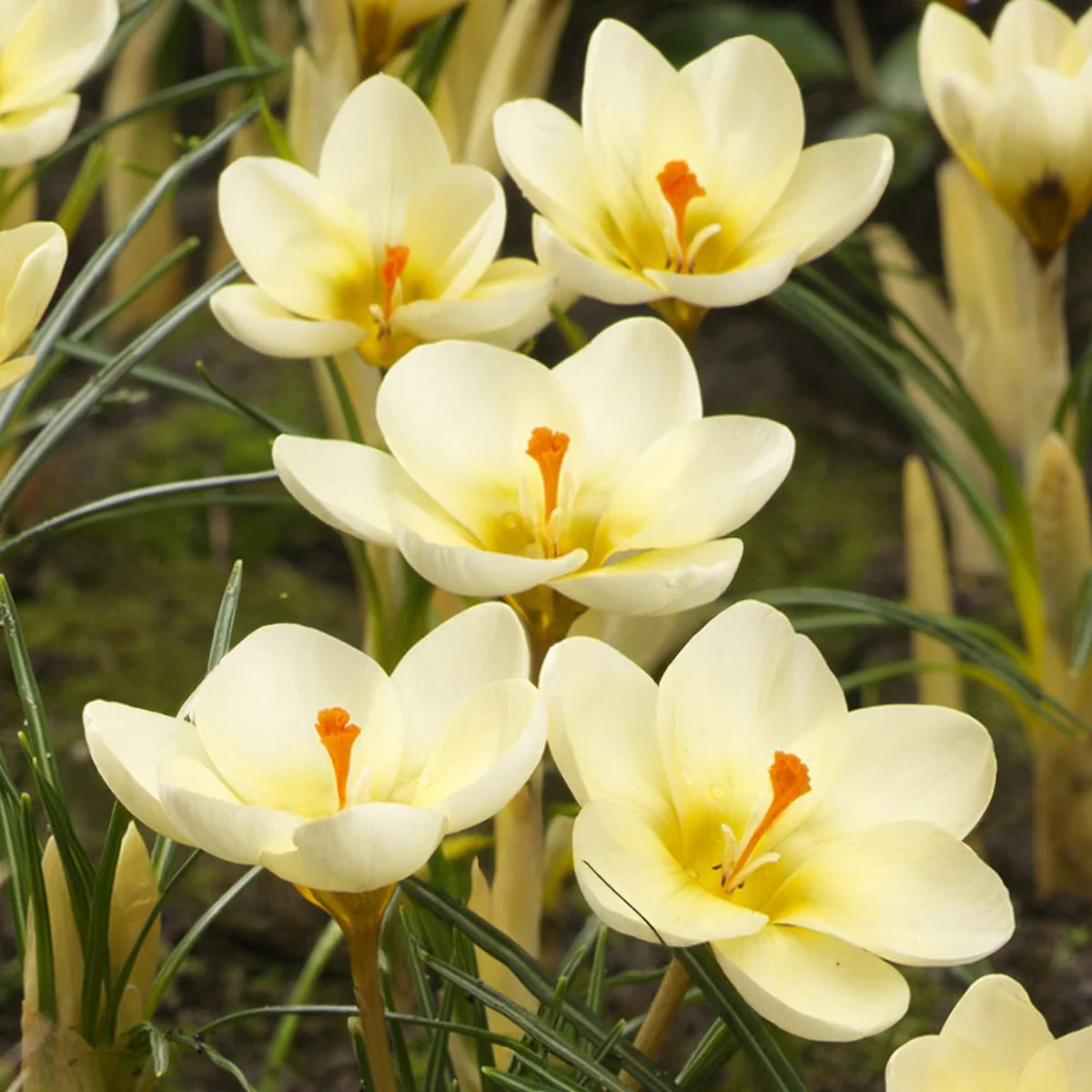 Crocus chrysanthus 'Cream Beauty' | Species Crocus – Gardeners Dream