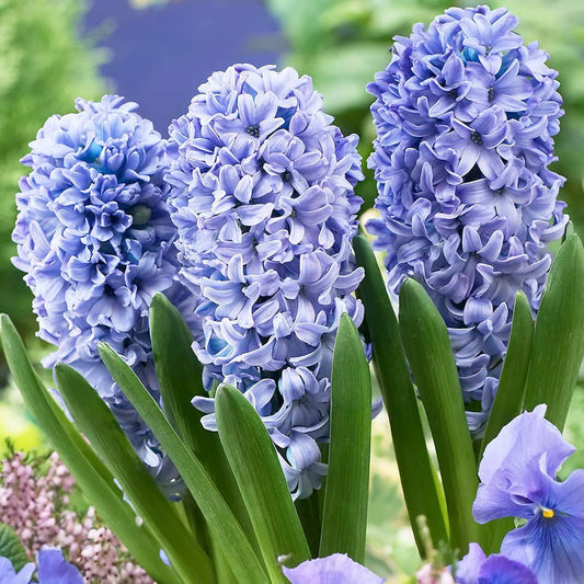 Hyacinthus orientalis 'Delft Blue'