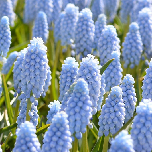 Muscari armeniacum 'Valerie Finnis'