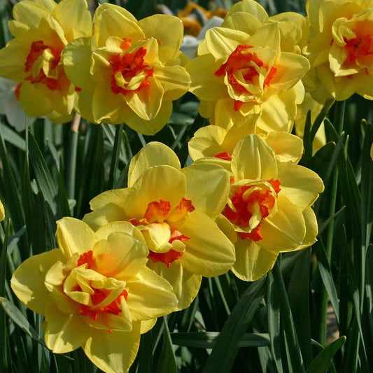 Narcissus 'Tahiti'
