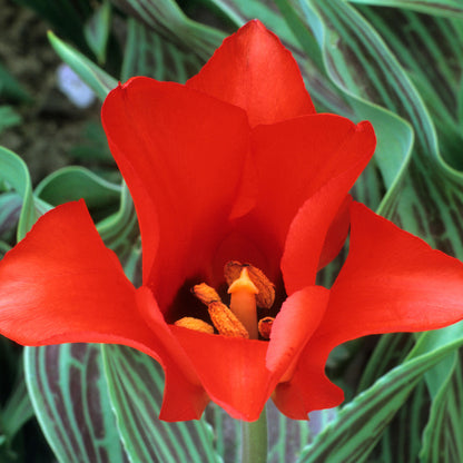 Tulip 'Red Riding Hood' | Greigii Tulip – Gardeners Dream