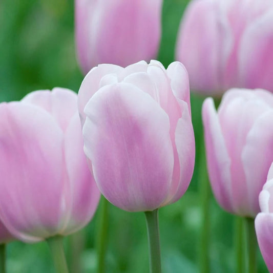 Tulip 'Synaeda Amor'