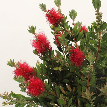 Callistemon laevis Patio Tree | Bottlebrush Tree – Gardeners Dream
