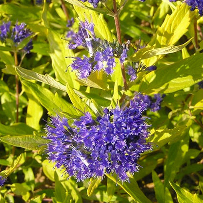Caryopteris 'Worcester Gold' | Bluebeard – Gardeners Dream