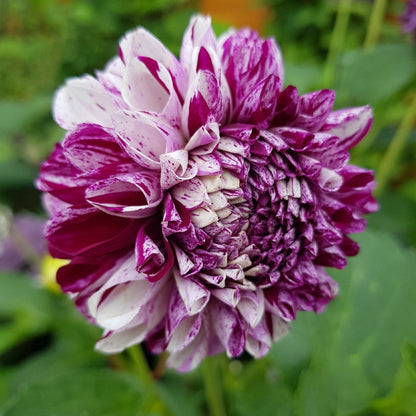 Dahlia Marble Ball Bulbs - Purple Pompom Summer Flowers  Gardeners Dream