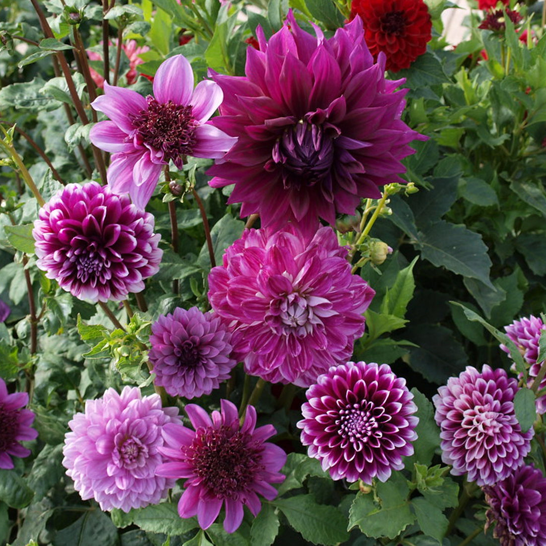 dahlia-thomas-a-edison-bulbs-showy-purple-summer-flowers-gardeners