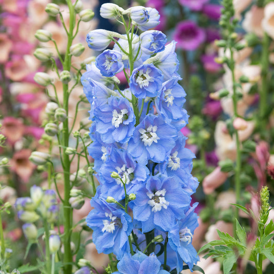 Delphinium 'Sky Blue White Bee'
