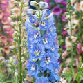 Delphinium 'Sky Blue White Bee'