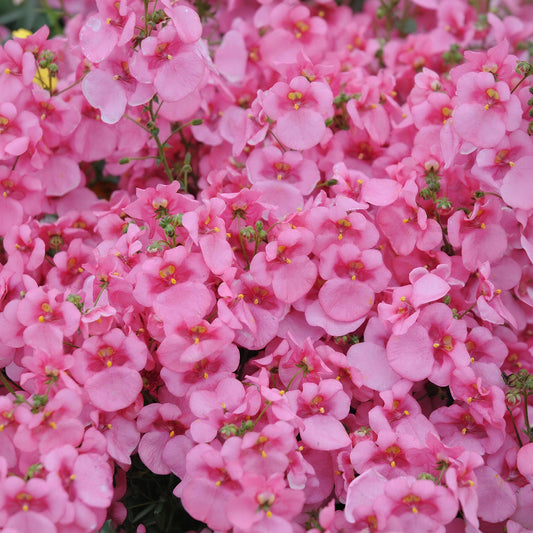 Diascia Light Pink Carry Pack