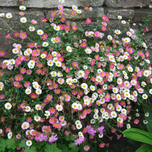 Erigeron 'Profusion'