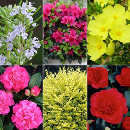 Shrub Mix Module Evergreen Shrub Mix | Mixed Varieties – Gardeners Dream