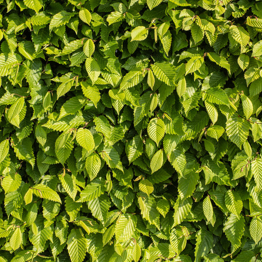 Green Beech Hedge