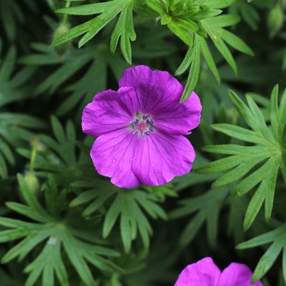 Geranium 'Max Frei' | Cranesbill – Gardeners Dream