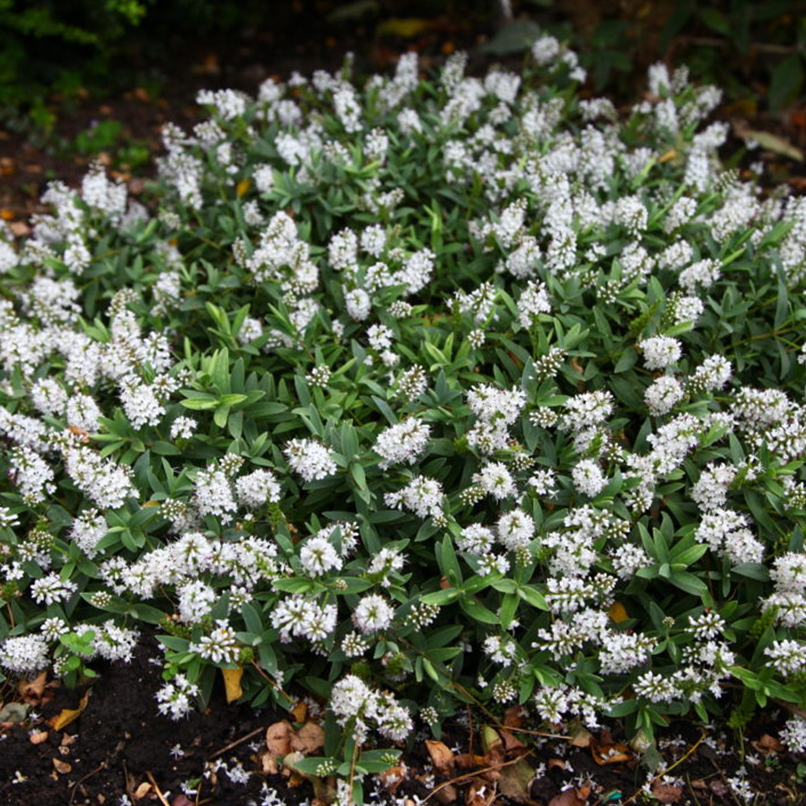 hebe-white-gem-shrubby-veronica-gardeners-dream