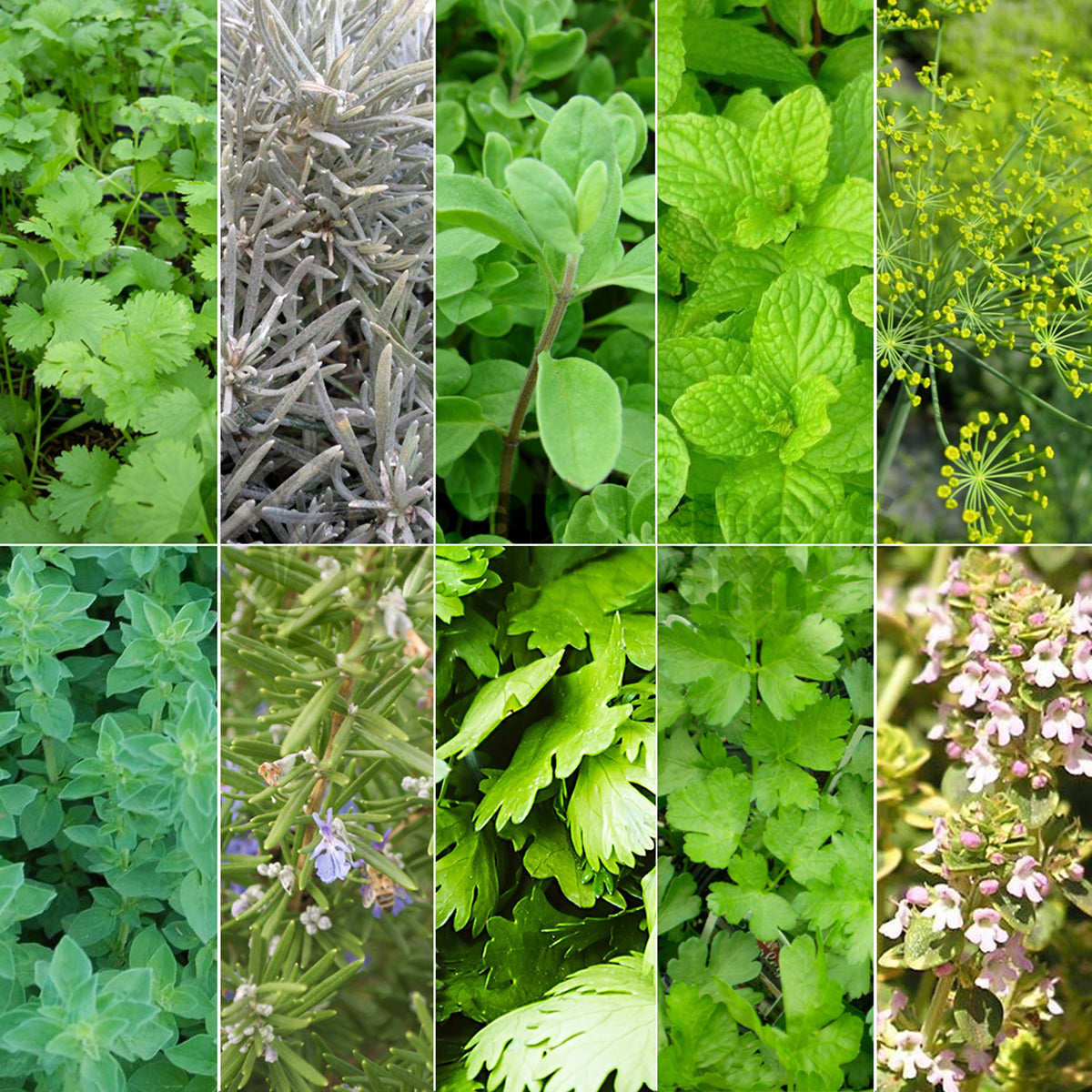 Herb Mix - 14cm | Mixed Varieties – Gardeners Dream