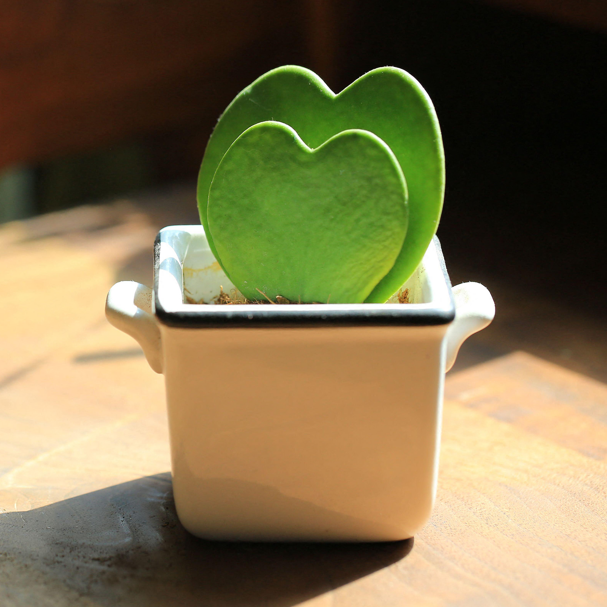 double heart succulent Baby Hoya kerrii Double Heart