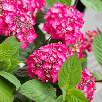 Hydrangea 'Magic Sunset' | Mountain Hydrangea – Gardeners Dream