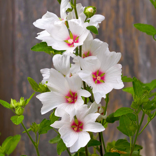 Lavatera 'Barnsley Baby'