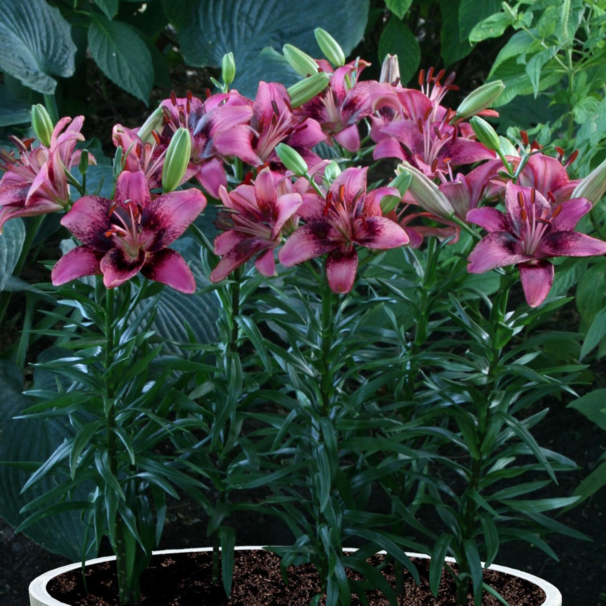 purple dream asiatic lily Lily 'Purple Dream', Lilium