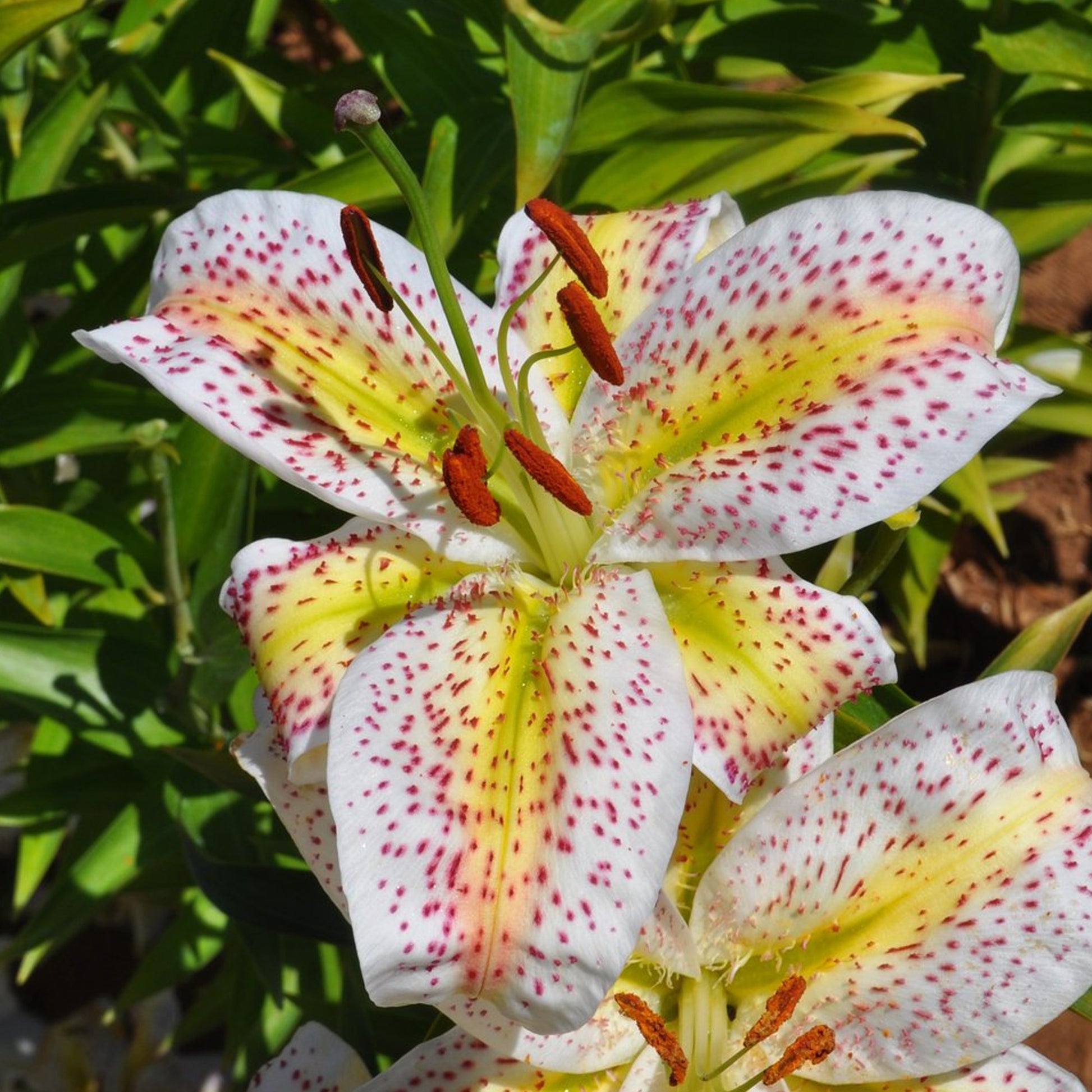tiger moon oriental lily Lily 'Tigermoon', Lilium
