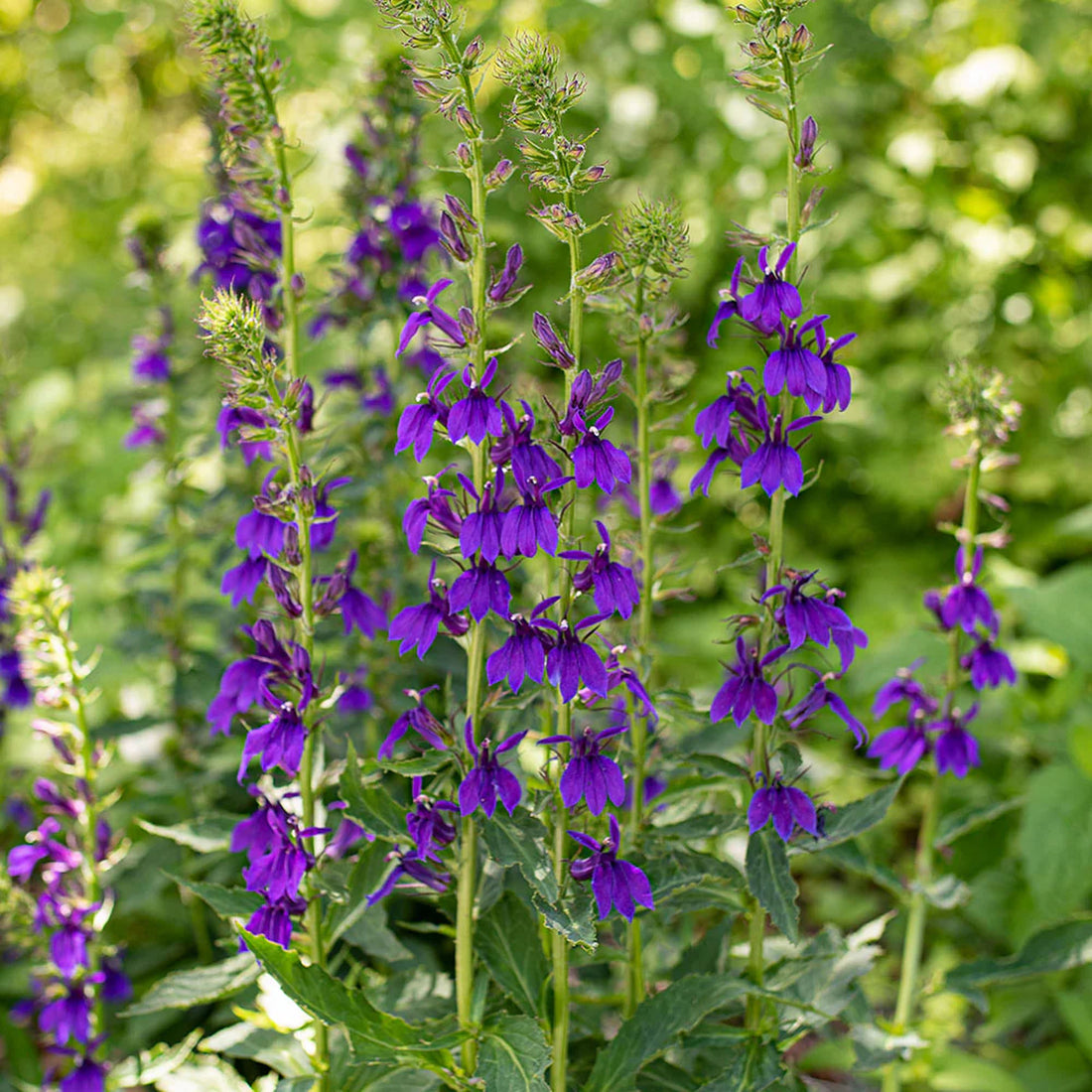 lobelia-starship-blue-outdoor-plants-gardeners-dream