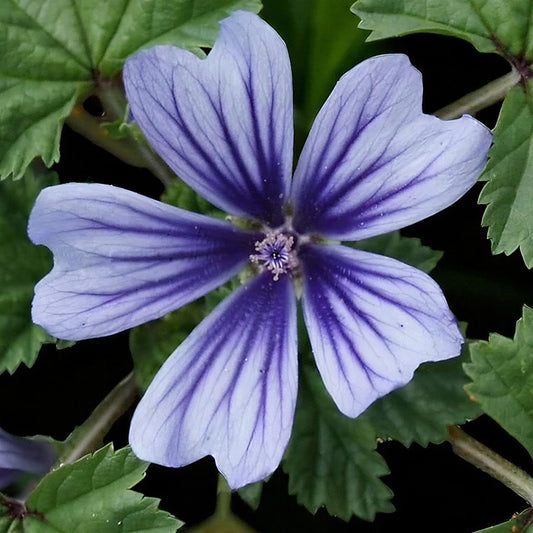 Malva 'Blue Fountain'