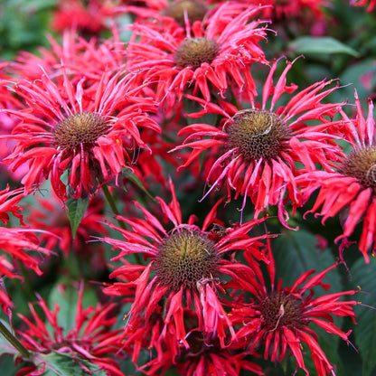 Monarda 'Cambridge Scarlet' | Bee Balm – Gardeners Dream