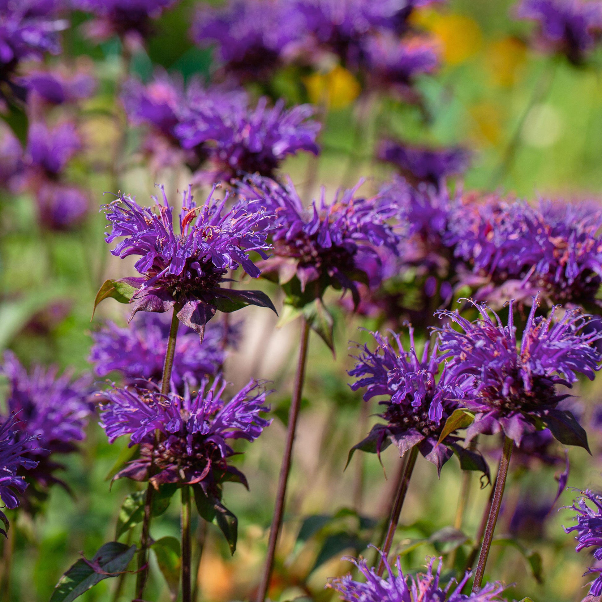 monarda didyma balmy purple perennial plant 6 x 9cm pots Monarda 'Balmy Purple'