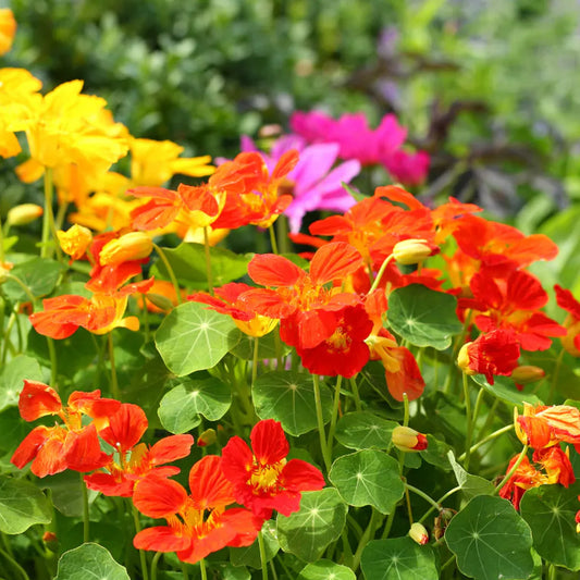 Nasturtium 'Whirlybird' Carry Pack
