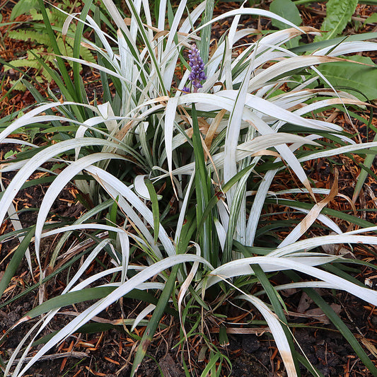 Liriope 'Okina'