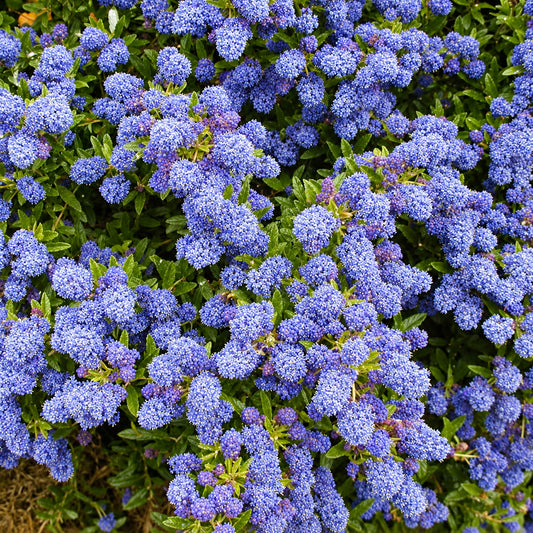 Ceanothus 'Autumnal Blue'