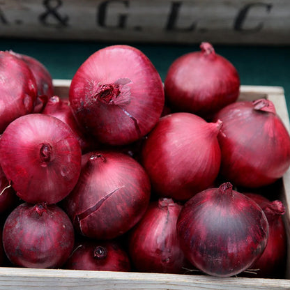 Red Baron Onion Sets - Grow Your Own Garden Vegetables – Gardeners Dream