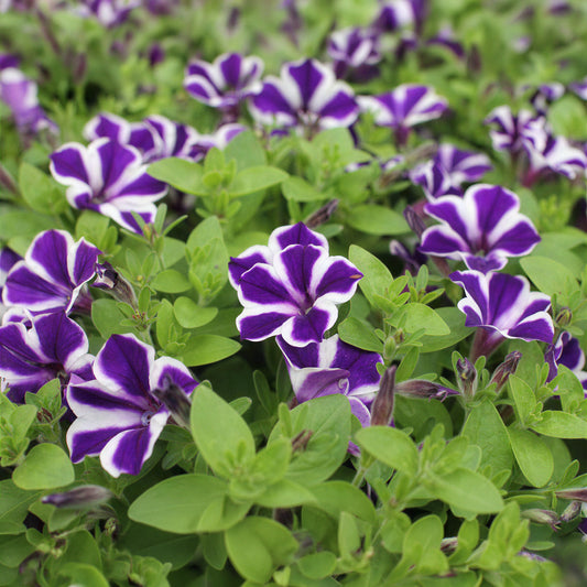 Petunia 'Blue Diamond' Carry Pack