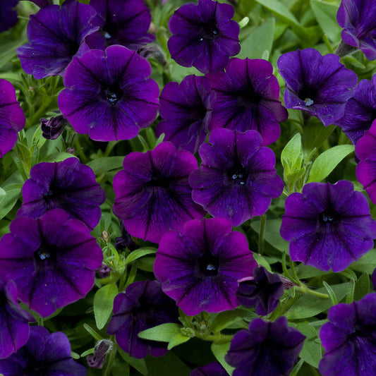 Petunia 'Littletunia Purple Blue' Carry Pack