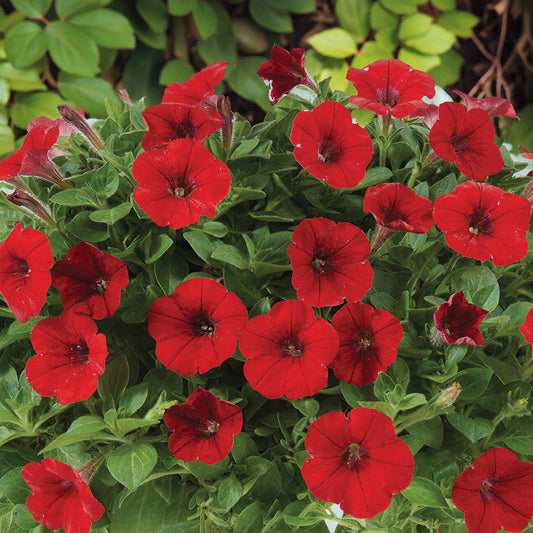 Petunia 'Littletunia Red' Carry Pack