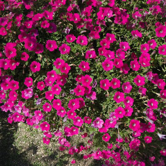 Petunia 'Littletunia Rose' Carry Pack