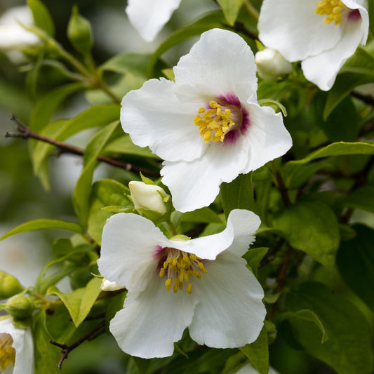 Philadelphus 'Belle Étoile'