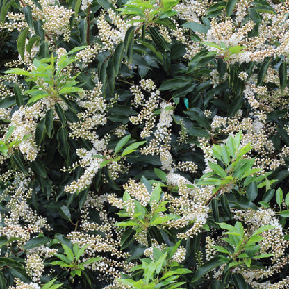 Prunus angustifolia Patio Tree | Chickasaw Plum Tree – Gardeners Dream