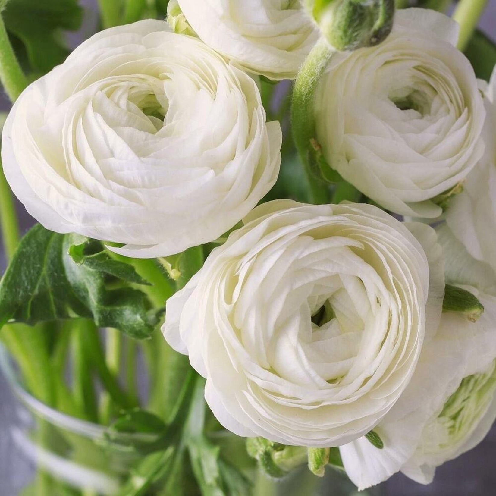 Ranunculus 'White' | Ranunculus Corms – Gardeners Dream