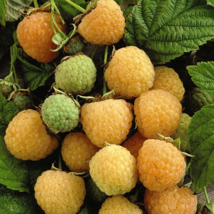 Golden Blush Raspberry Raspberry 'Golden Bliss' | Raspberry – Gardeners Dream
