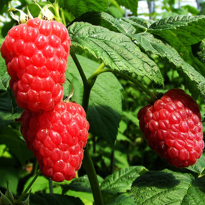 Kentish Raspberry Raspberry 'Malling Admiral' | Raspberry – Gardeners Dream