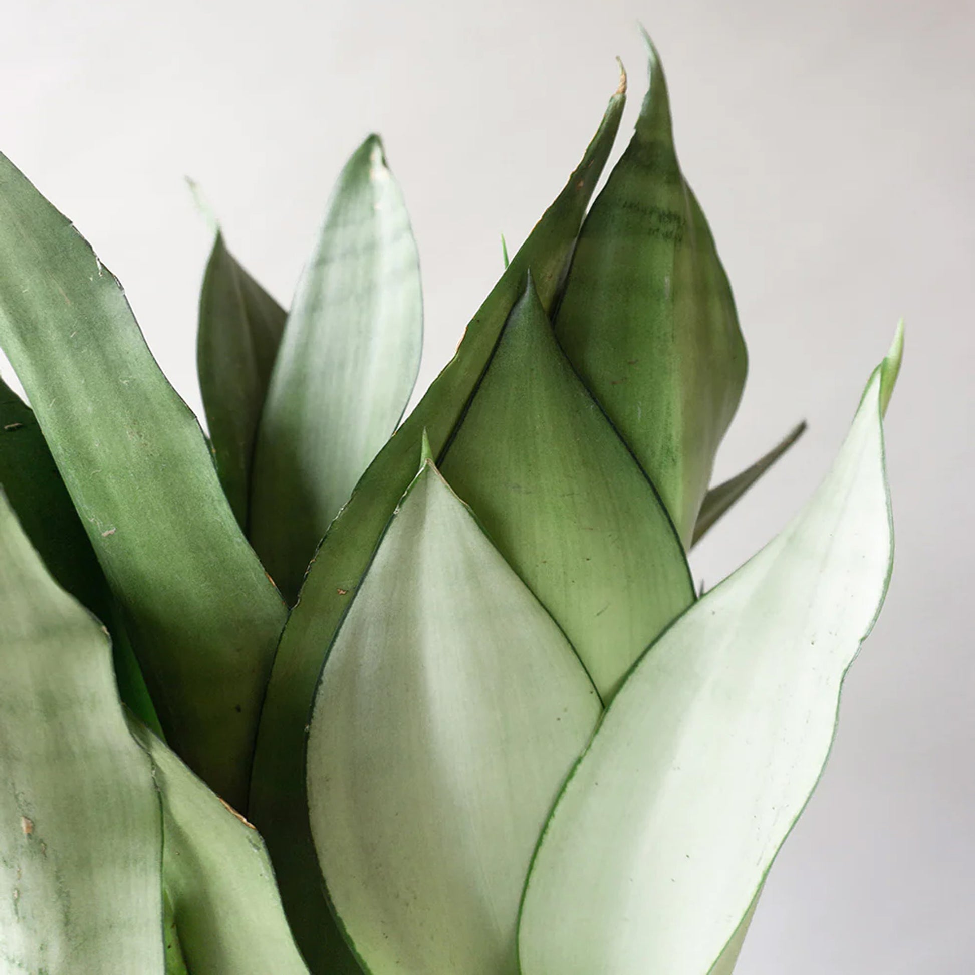 sansevieria moonshine uk Sansevieria 'Moonshine'