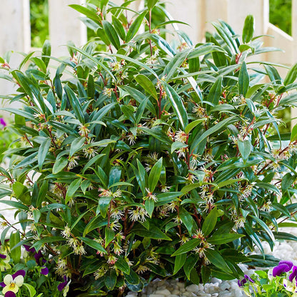 Sarcococca 'Purple Stem' | Sweet Box – Gardeners Dream
