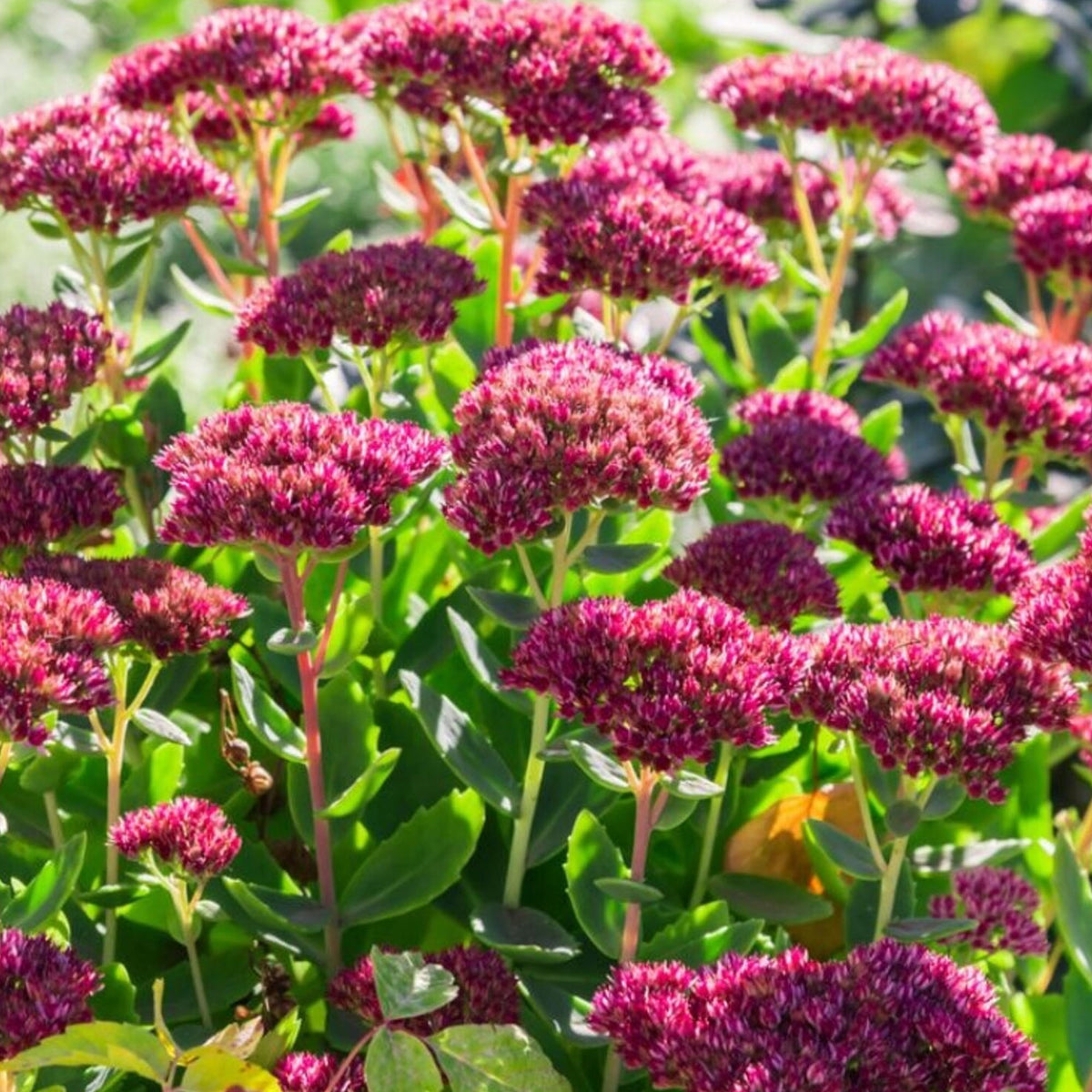 Sedum 'Goodbud' | Outdoor Plants – Gardeners Dream
