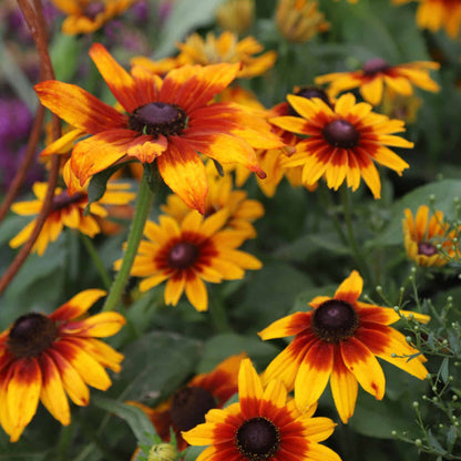Rudbeckia Rustic Dwarf Mixed | Grow Your Own | Free UK Delivery ...
