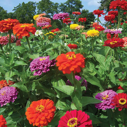 Zinnia Dahlia Flowered Mixed | Grow Your Own | Free UK Delivery