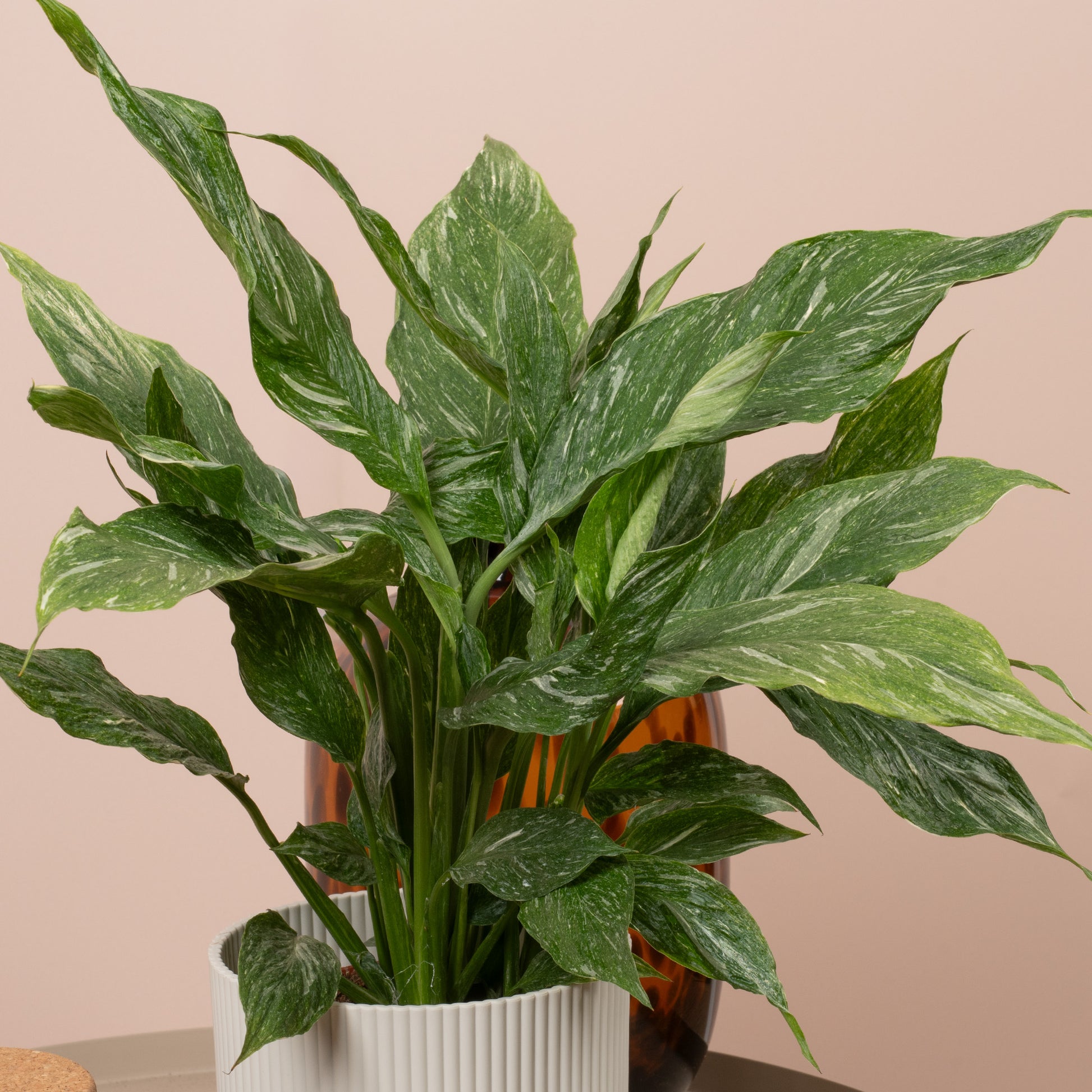 aglaonema replacing spathillium Spathiphyllum 'Diamond Variegated'